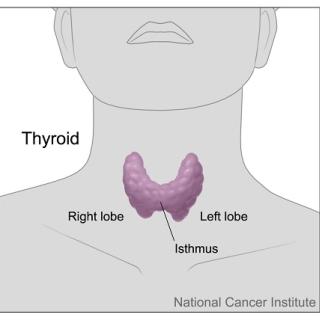 thyroid:  right lobe, isthmus, left lobe