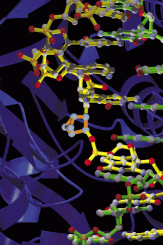 Cover of Nucleic Acids Research, July 23, 2004