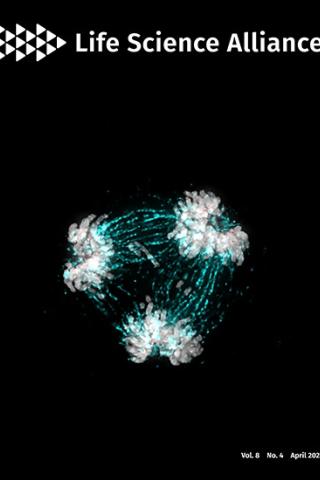 High-resolution analysis of human centromeric chromatin