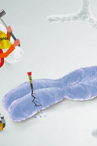 A "construction worker" lncRNA hammering a CENP-A "nail" into a chromosome, causing a break.