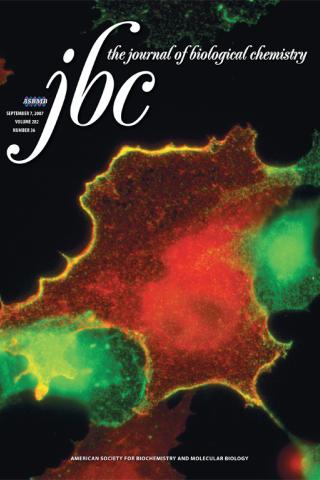 J Biol Chem. Cover, 2007 Sep 7;282(36):26225-34