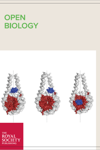 Schematic representation of H1 binding modes.