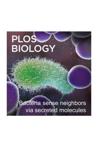 Green Pseudomonas aeruginosa cell surrounded by molecules secreted by nearby purple Staphylococcus aureus cells