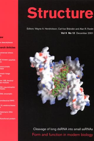 Model of RNase III:dsRNA Complex
