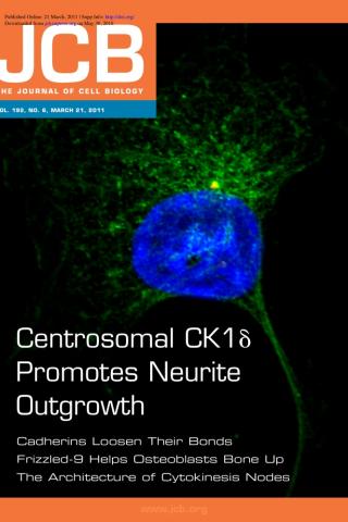 Casein kinase 1δ (green) localizes to the centrosome (red), where it promotes neurite extension in response to Wnt-3a. Image cou