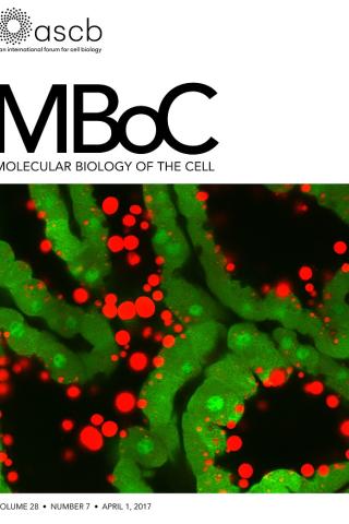 Micrograph of a transgenic mouse line that expresses green fluorescent protein