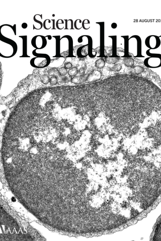 Science Signaling cover - August 28, Vol. 11, Issue 545, 2018