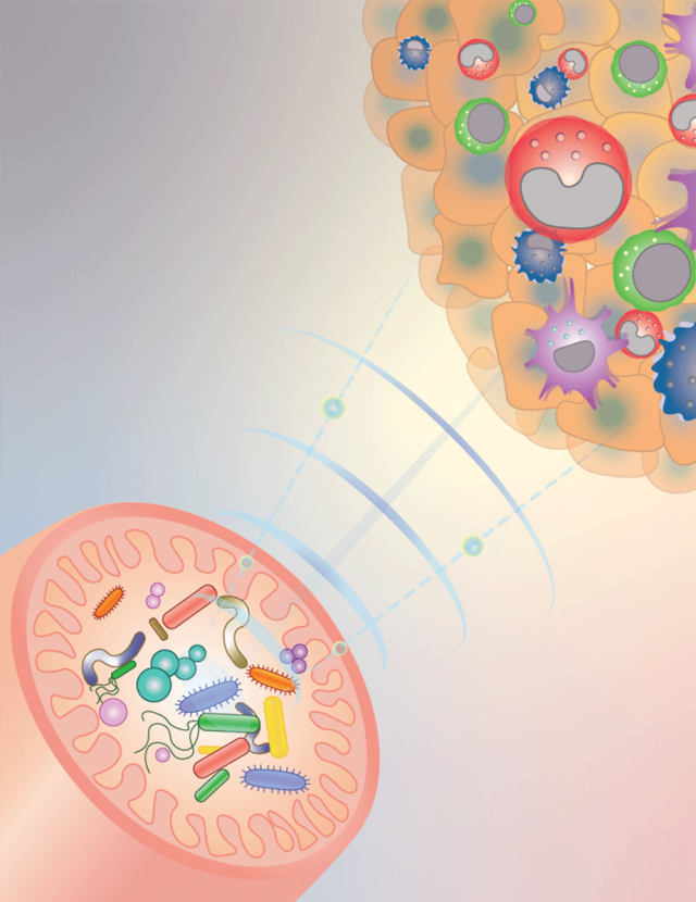 Boosted by Bacteria - Illustration showing how gut bacteria, (inside the left-hand pink structure) send signals (blue waves) to reprogram innate immune cells inside tumors.