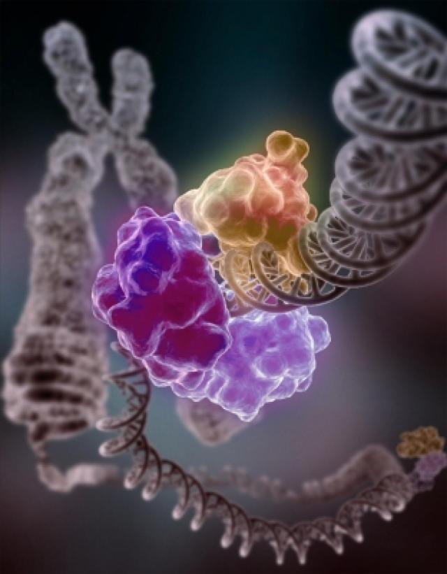 An enzyme repairs a broken DNA strand.