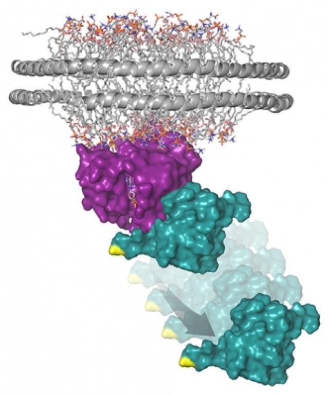 This model represents the structure of the Ras protein (purple) attached to a membrane-like nanodisc with the Raf-RBD (teal) pro