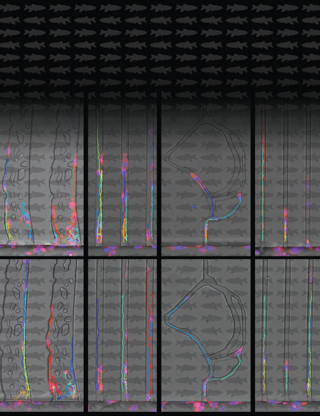 Tracking Cancer Cells in Transparent Fish