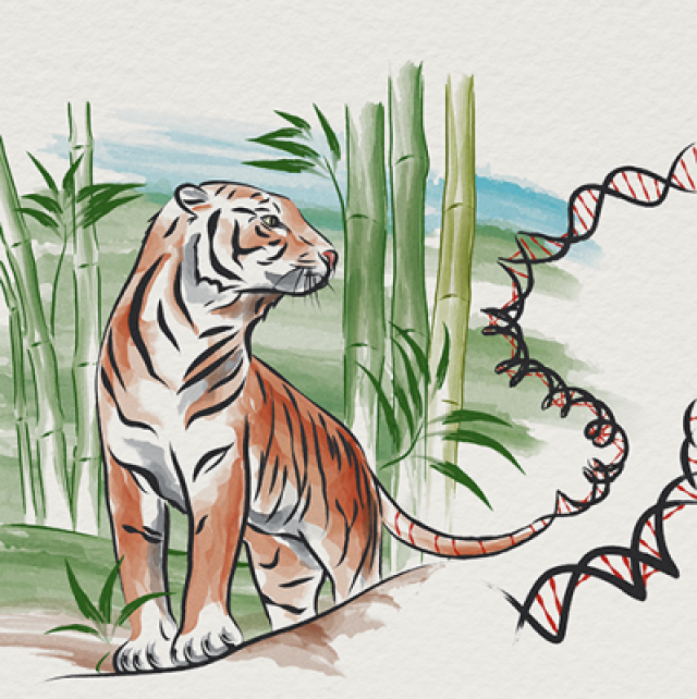 The Thailand Initiative in Genomics and Expression Research for Liver Cancer Consortium depicted as a tiger.