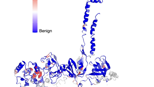 Image of the BRCA2 protein with a sliding scale of color indicating the regions containing certain variants. Blue regions contain benign variants, while red regions contain pathogenic regions.