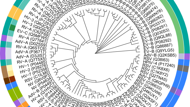 Phylogenetic tree of 94 viral strains corresponding to 153 viral peptides that are beneficial virus-related antigens. Colors in the circles indicate different virus classifications at the species (inner circle) and genus (outer circle) level.