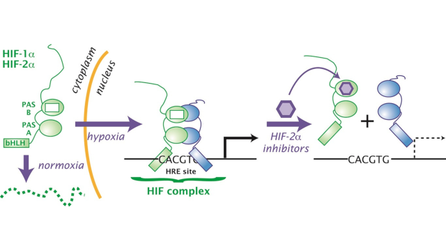 In people with VHL disease, HIF protein complexes accumulate and promote tumor growth. By binding to HIF-2α (green portion of the HIF protein complex), belzutifan (purple hexagon) inhibits HIF’s tumor-promoting activity.