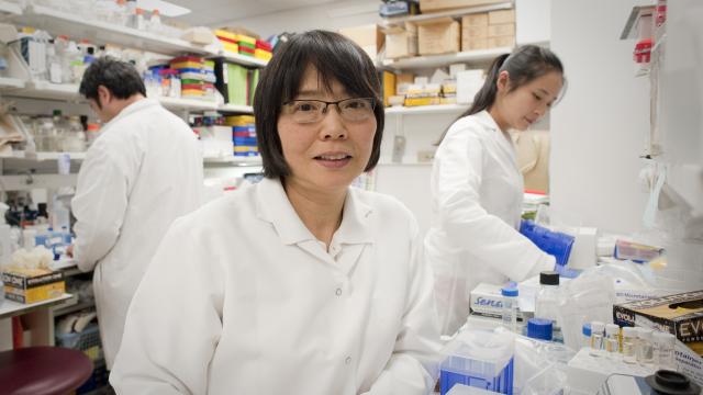 Shioko Kimura, Ph.D., in her CCR lab in 2014. 