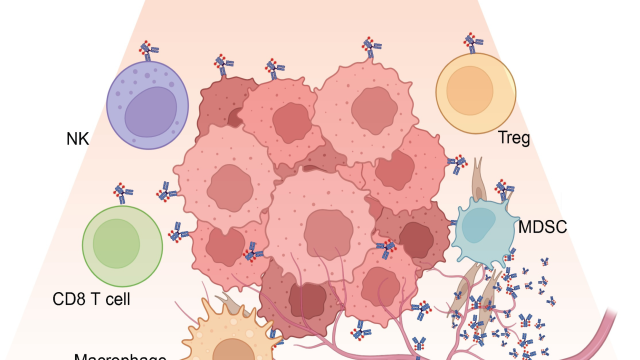 Graphic depiction of near-infrared photoimmunotherapy (NIR-PIT) targeted against ICAM-1 markers (small, blue, Y-shaped), causing cancer cell death and suppressed tumor growth (pink cluster, center). 
