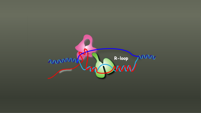 TOP3B (pink structure) and DDX5 (green structure) are working together to unwind and cut a tangled R-loop.