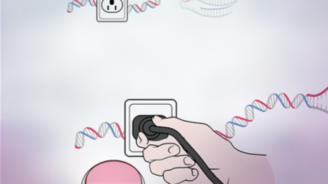 Keeping DNA Replication in Check