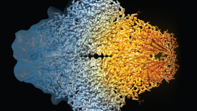 Composite image of the beta-galactosidase molecule