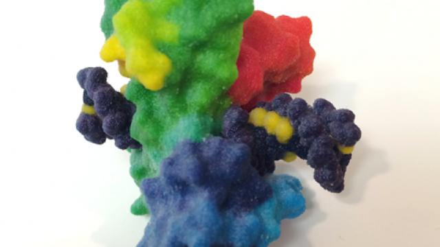 three-dimensional image of a topoisomerase break in over-twisted DNA