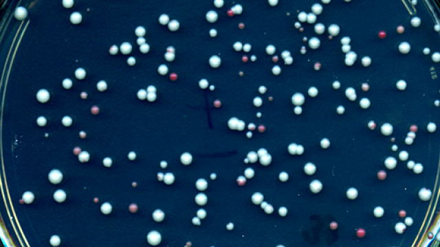 Uniparental disomy has occurred in the red and pink yeast colonies but not in the white colonies.