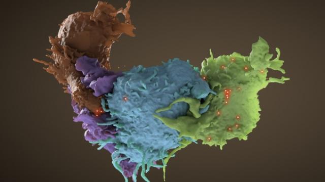 An HIV-infected T cell (blue, green) interacts with an uninfected cell (brown, purple).
