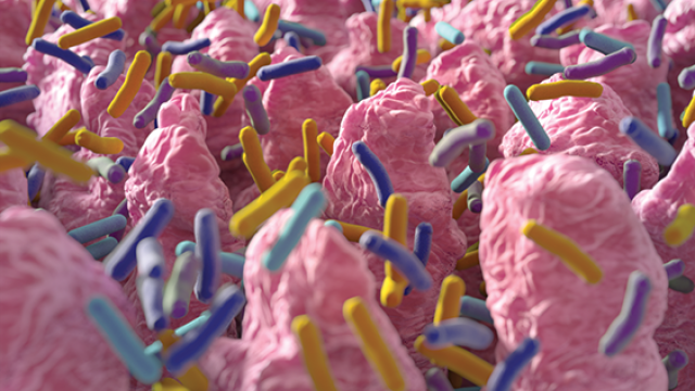 Digital illustration of microbes in the gut.