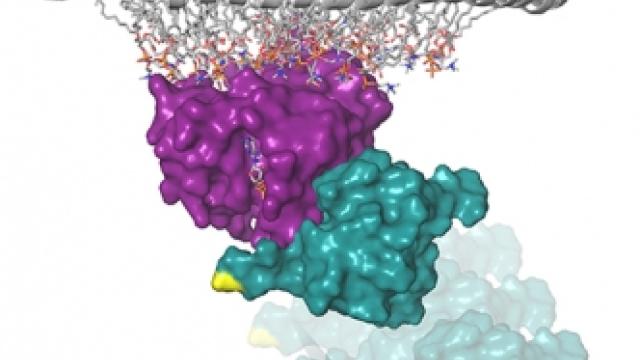 This model represents the structure of the Ras protein (purple) attached to a membrane-like nanodisc with the Raf-RBD (teal) pro