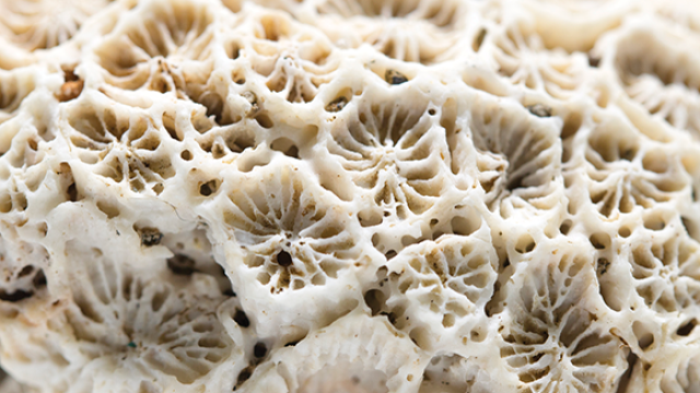 Natural Products - white coral