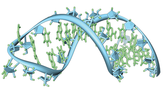 A hairpin loop from a pre-messenger RNA.
