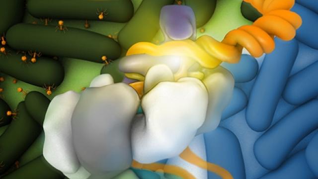 The Csy complex bound to DNA (orange)