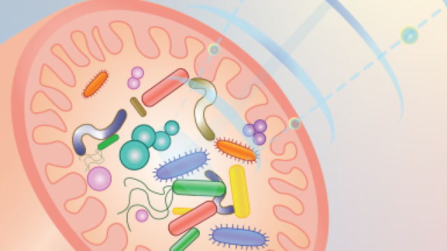 Boosted by Bacteria - Illustration showing how gut bacteria, (inside the left-hand pink structure) send signals (blue waves) to reprogram innate immune cells inside tumors.