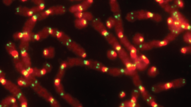 Protection Strategy - Image showing chromosome fusion