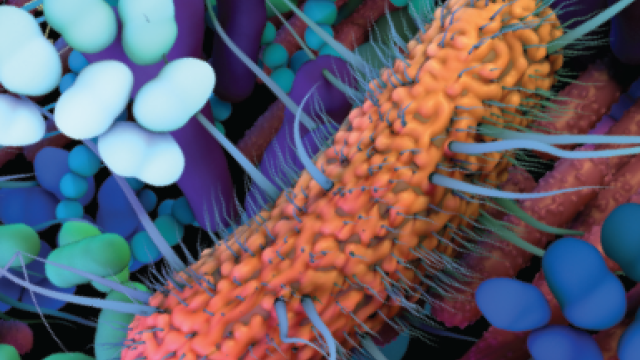 Better Microbes, Better Immunotherapy - Illustration of gut microbes