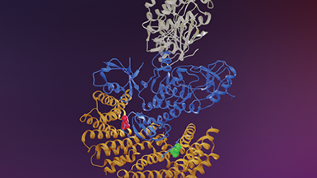 Seeing a Shape-Shifting Cancer Culprit