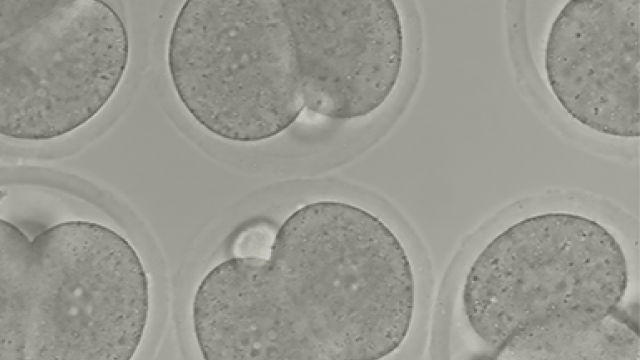 This image shows a collection of mouse embryos at the 2-cell stage.