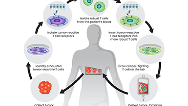 A figure illustrating a new approach to cellular immunotherapy.