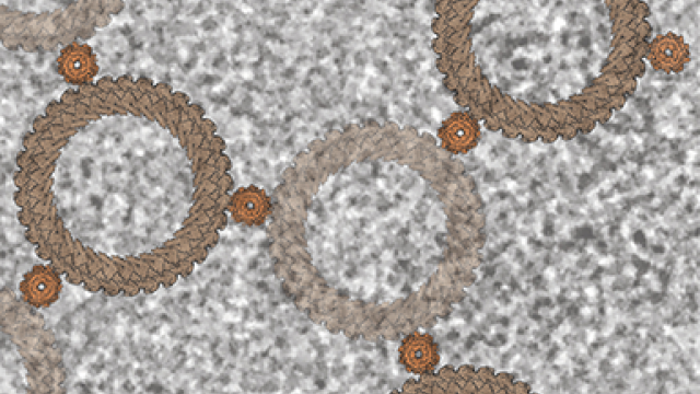 The background shows a field of view from a cryo-electron microscopy-generated micrograph with a single Salmonella flagellar basal body — the flagellar motor — visible in the top right (darker gray). Overlayed on the image is a lattice created from atomic models of the C-ring (larger ring in tan) and the stator (smaller ring in orange).