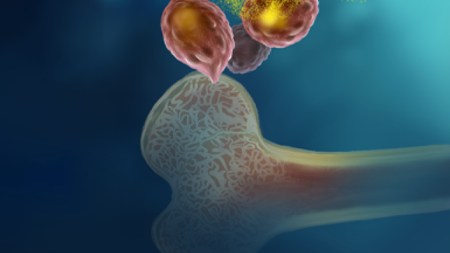 This image illustrates bone marrow cells (pink) release the energy molecule ATP (yellow), and a protein on the surface of plasma cells (purple) allows the cells, including long-lived plasma cells, to pick up and respond to the ATP. 