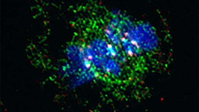 chromosomes