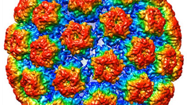 HPV structure