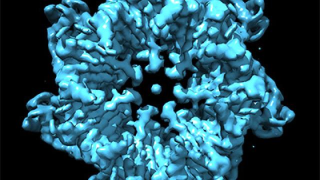 Molecular transporter that helps to assemble the machinery for cellular power generation