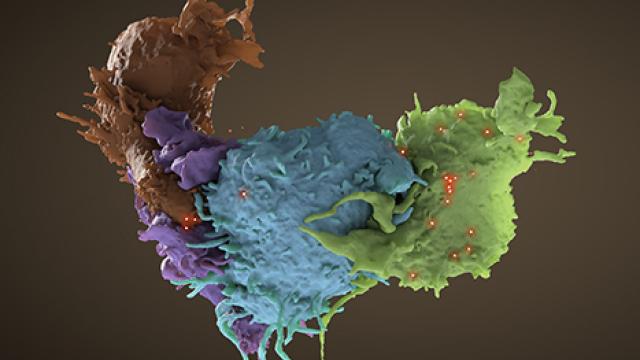 Three-dimensional structure of HIV infected and uninfected T cells interacting