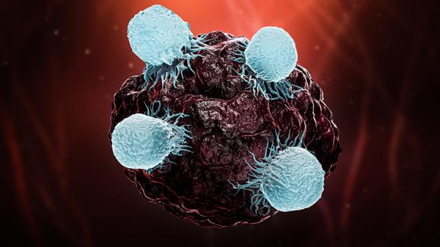 a group of killer T cells (light blue) surround a cancer cell (dark red/black)