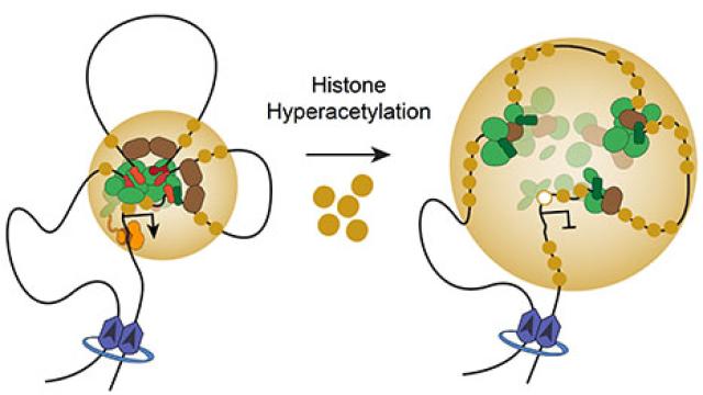histone hyperacetylation model