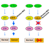cell proliferation