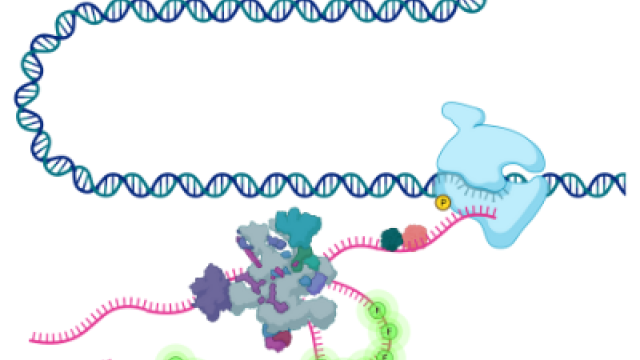 Schematic showing the transcription of DNA into RNA