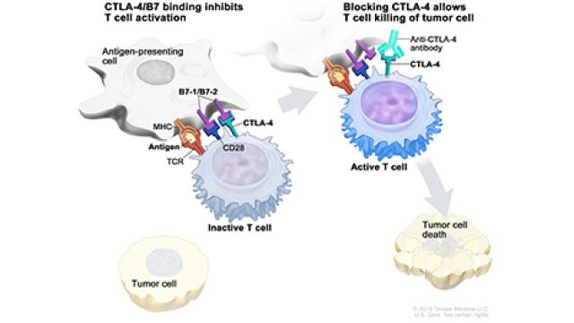 Immune checkpoint inhibitor