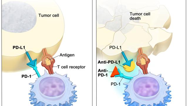 Immune Checkpoint Inhibitor (PD-1)